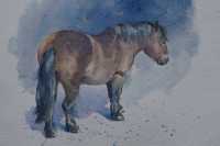 Exmoor pony (c) Colin Allbrook